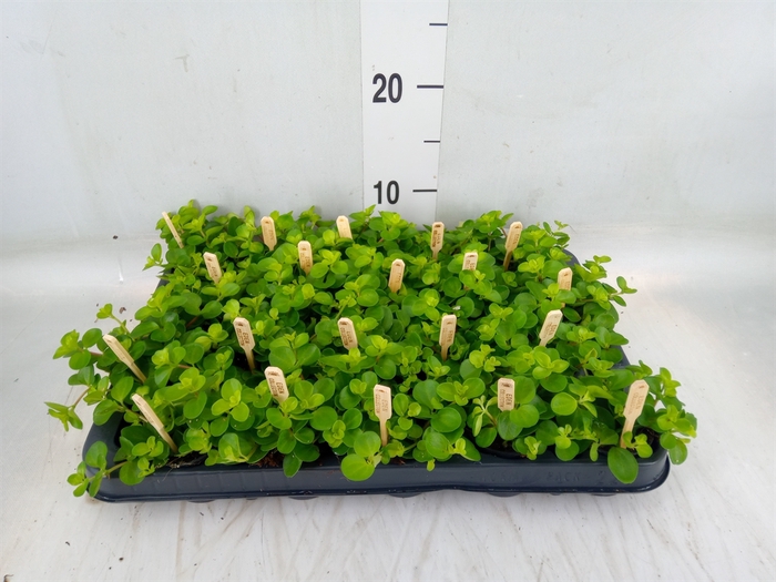 <h4>Peperomia rotundifolia</h4>