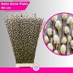 T Salix Ca Snow Flake 90cm