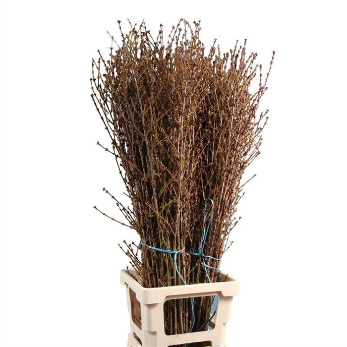 <h4>Forsythia Per Bos</h4>