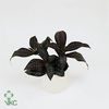 Strobilanthes dyeriana