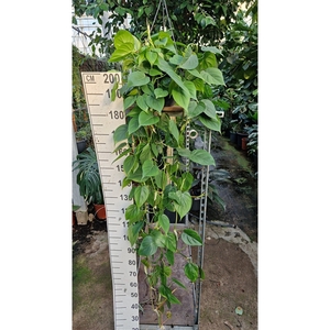 Philodendron Scandens hangplant