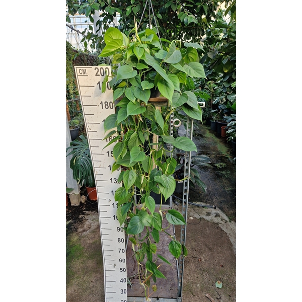 <h4>Philodendron Scandens hangplant</h4>