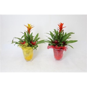 Bromelia variés