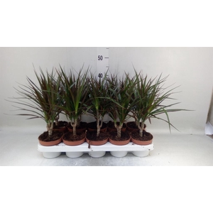 Dracaena marg. 'Magenta'