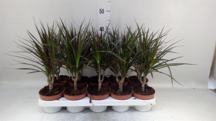 <h4>Dracaena marg. 'Magenta'</h4>