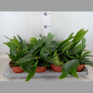 Platycerium   ...
