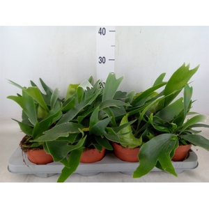 Platycerium   ...