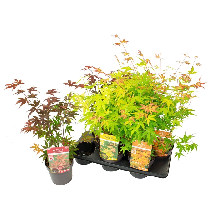 <h4>ACER PALMATUM</h4>