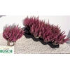 Callu Bl Magda