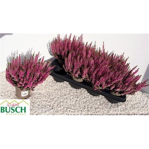 Callu Bl Magda