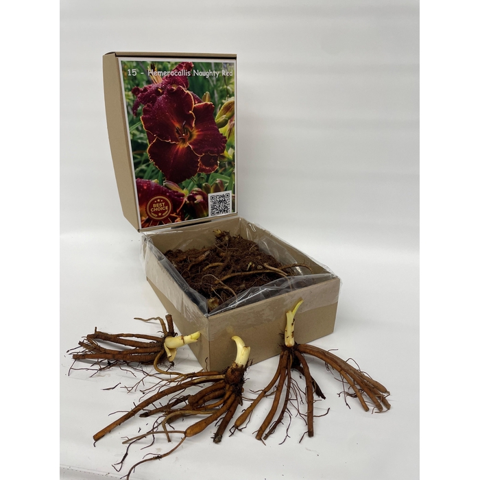 <h4>BOLBLOEMEN OV</h4>