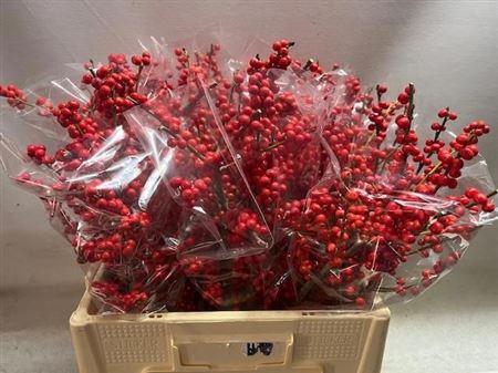 <h4>Ilex Ve Rode Bes A2</h4>