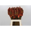 Kniphofia Alcazar