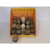 Cactus Gem 18 Srt