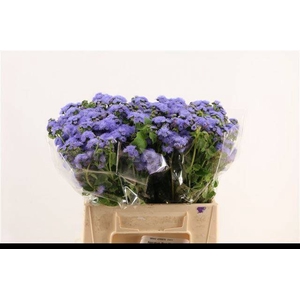 AGER H BLUE PLANET