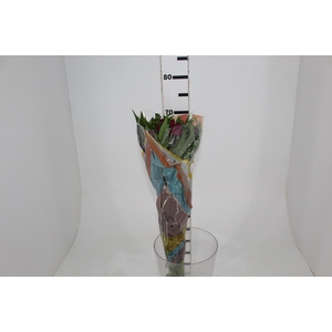 ALSTROEMERIA POMPEII 070 CM