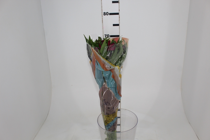 <h4>ALSTROEMERIA POMPEII 070 CM</h4>