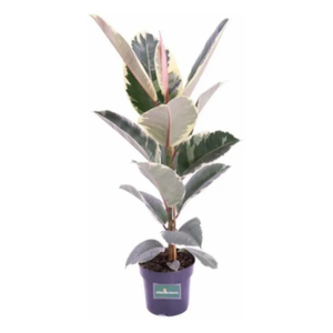 FICUS ELASTICA TINEKE P24