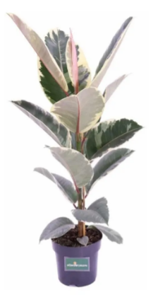 <h4>FICUS ELASTICA TINEKE P24</h4>