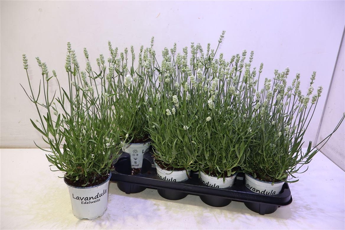 <h4>Lavan In Edelweiss</h4>