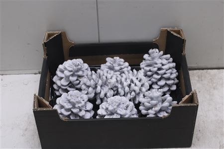<h4>F-pinea Glitters Wit</h4>