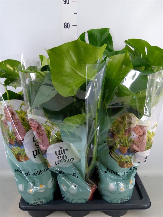 <h4>Monstera delic.</h4>