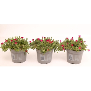 Delosperma Lido 'Orange with Eye'