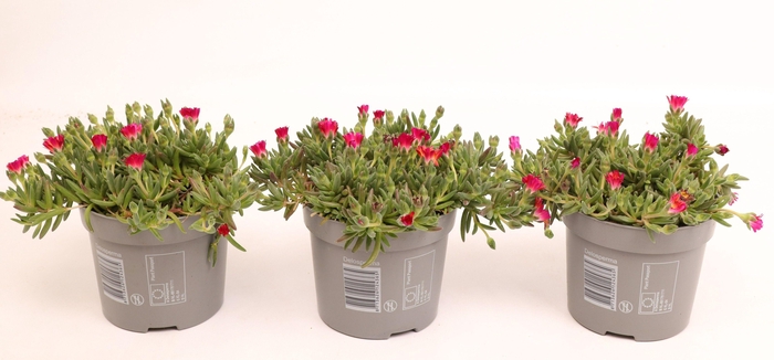 <h4>Delosperma Lido 'Orange with Eye'</h4>