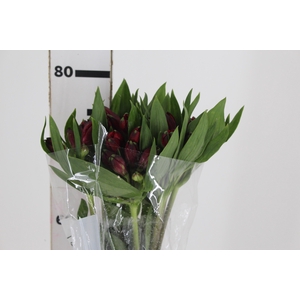 ALSTROEMERIA GALERAS 080 CM