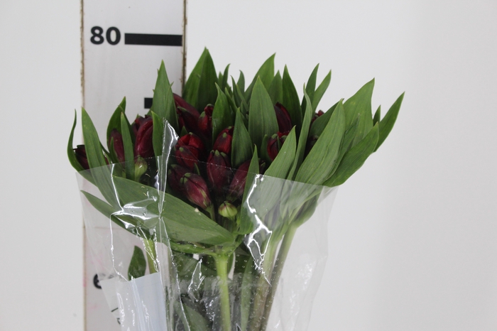 <h4>ALSTROEMERIA GALERAS 080 CM</h4>