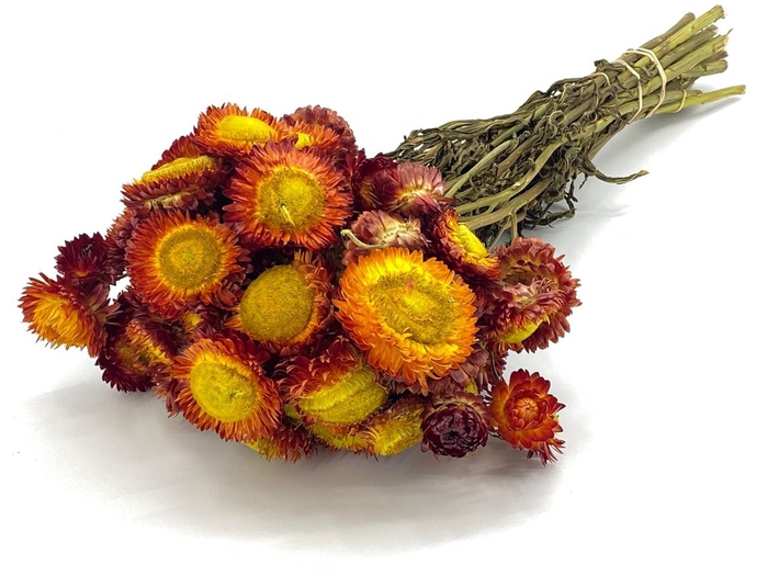 <h4>Dried Helichrysum Orange Bunch</h4>