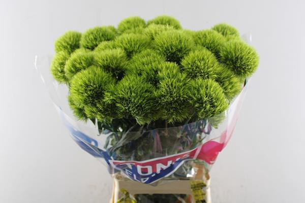 <h4>Dianthus Br Kiwi Mellow</h4>