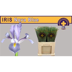 Iris Nova Blue