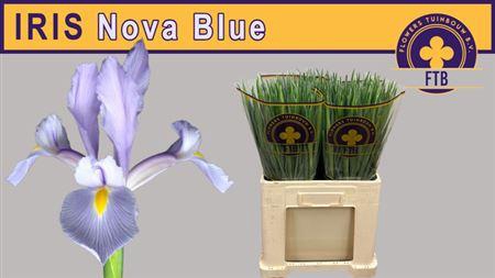 <h4>Iris Nova Blue</h4>