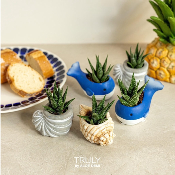 <h4>TRULY Succulent, Ocean mini</h4>