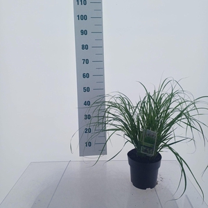 Pennisetum alopecuroides
