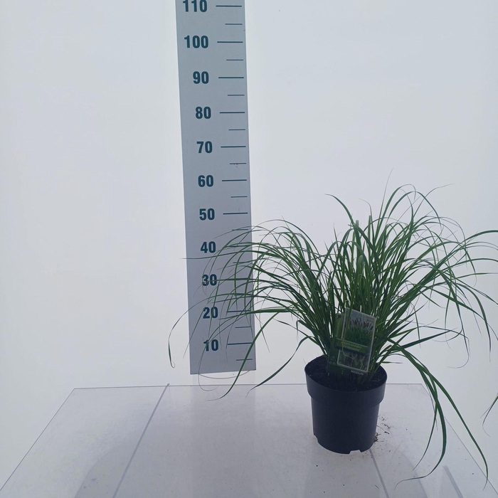 <h4>Pennisetum alopecuroides</h4>