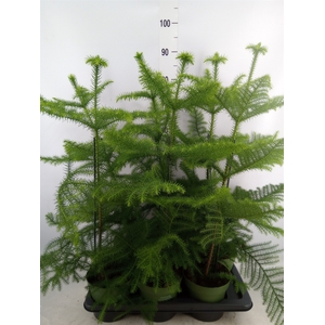 Araucaria heterophylla