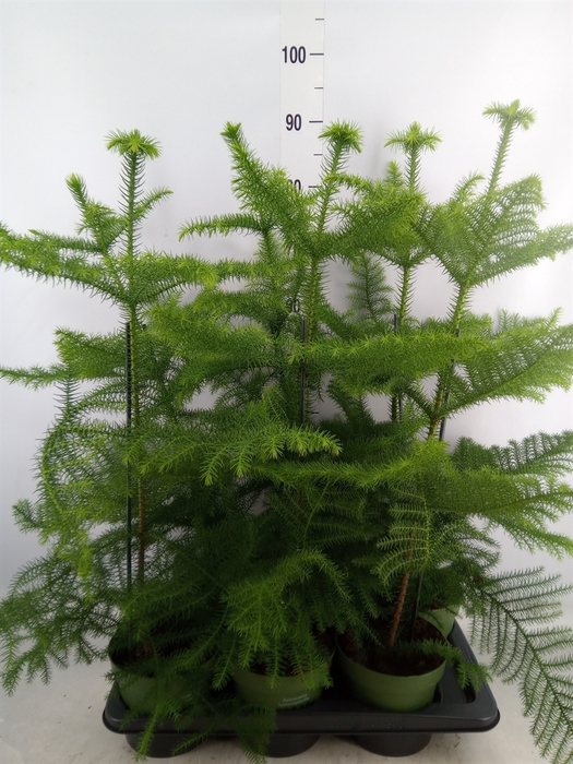 <h4>Araucaria heterophylla</h4>