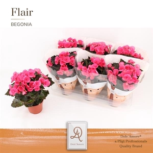 Begonia (Elatior Grp) semi double Adonia Pink
