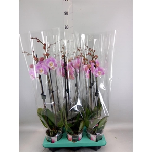 Phalaenopsis   ...