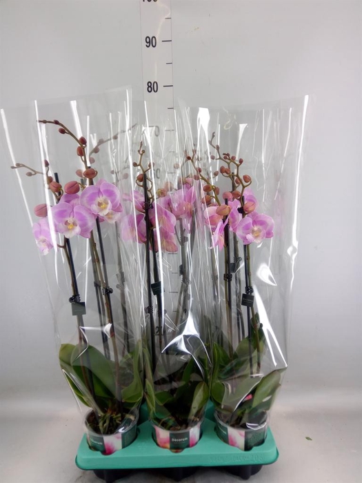 <h4>Phalaenopsis ...</h4>