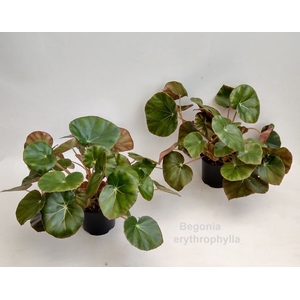 Begonia x erythrophylla Black Jungl