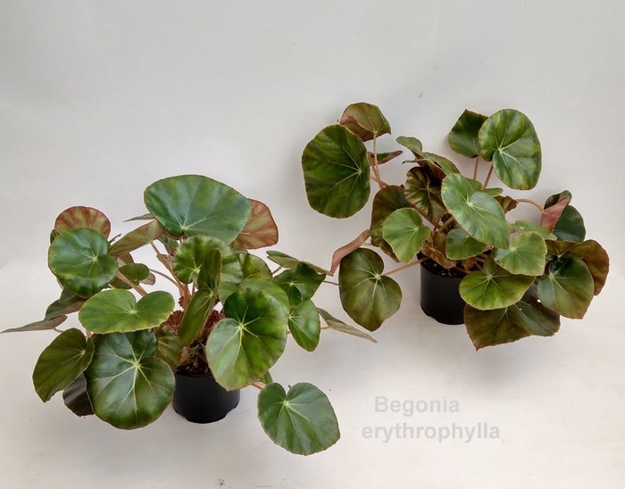 <h4>Begonia x erythrophylla Black Jungl</h4>