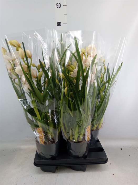 <h4>Cymbidium   ...</h4>