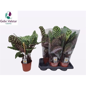 Calathea Makoyana 17Ø 60cm