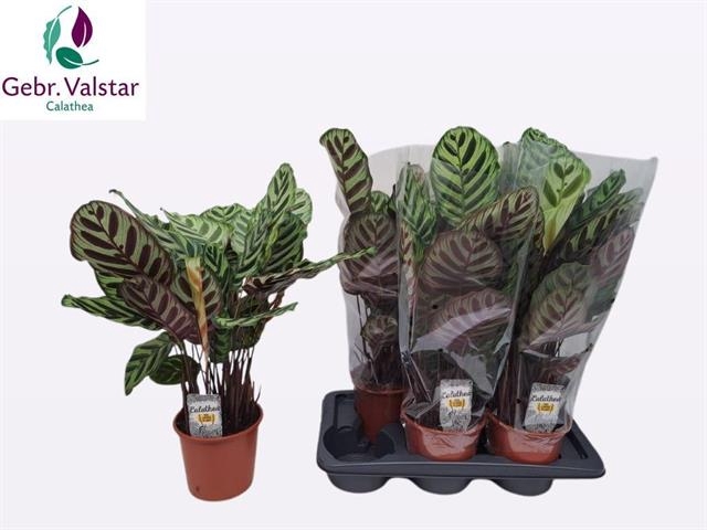 Calathea Makoyana 17Ø 60cm