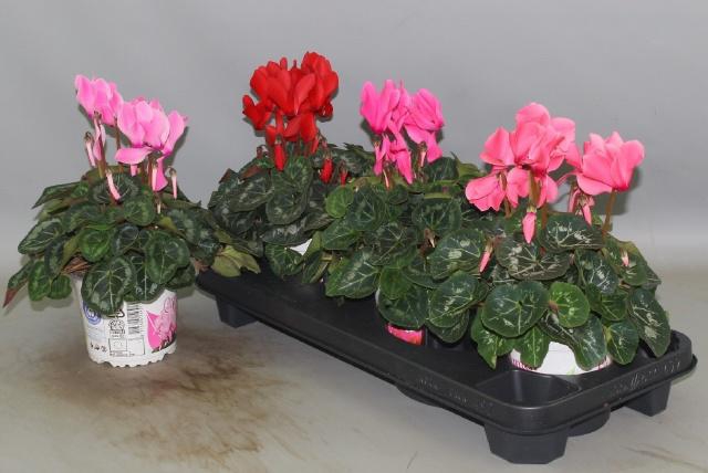 <h4>CYCL GR SUP XL</h4>