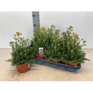 ACHI MILLEFOLIUM