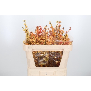 Ilex Ve Ilexia Julia